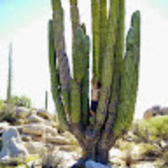 metoliuschase